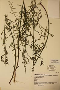 Herbarium sheet of UNM 93760